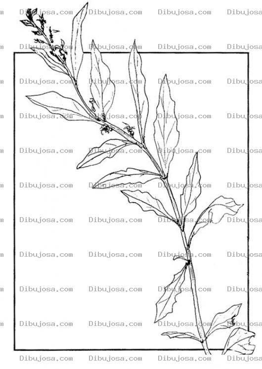 Dibujo para colorear Dibujo De Una Planta Para Pintar Y Colorear