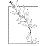 Dibujo para colorear Dibujo De Una Planta Para Pintar Y Colorear