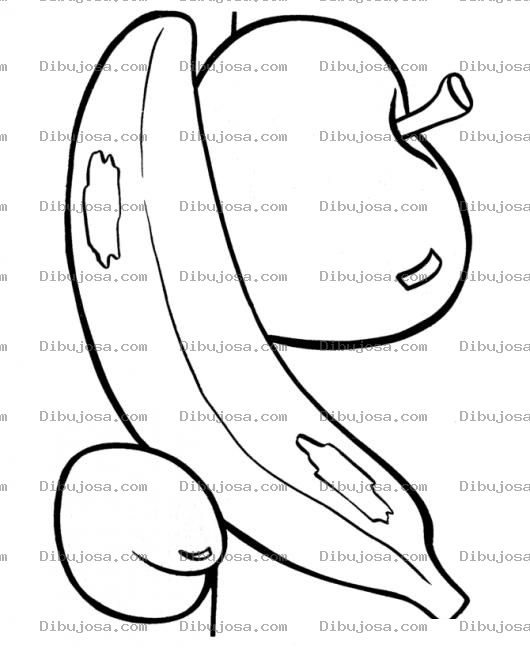 Dibujo para colorear Dibujo De Frutas Para Pintar Y Colorear Ciruela Banano Y Manzana