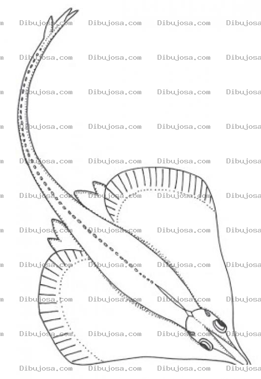 Dibujo para colorear Dibujo De Una Mantaraya De Mar Para Pintar Y Colorear Manta Raya Familiar De La Anguila