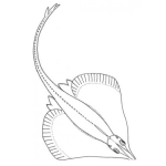 Dibujo para colorear Dibujo De Una Mantaraya De Mar Para Pintar Y Colorear Manta Raya Familiar De La Anguila