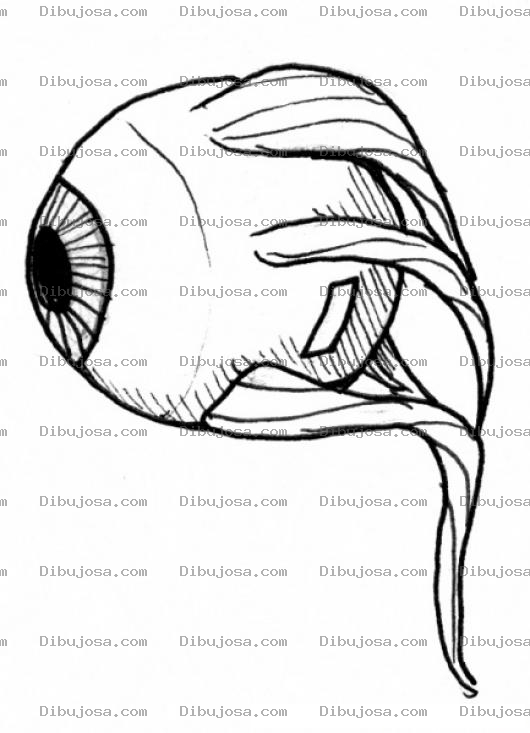 Dibujo para colorear Dibujo De Ojo Con Nervios Y Musculos Para Pintar Y Colorear La Anatomia De Un Ojo