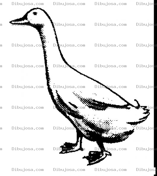 Dibujo para colorear Dibujo De Un Pato Para Pintar Y Colorear