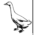 Dibujo para colorear Dibujo De Un Pato Para Pintar Y Colorear