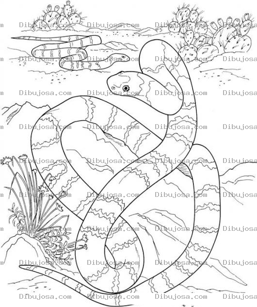 Dibujo para colorear Dibujo De Culebras En El Desierto Para Colorear