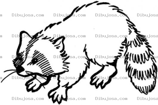 Dibujo para colorear Mapache Para Colorear Y Pintar
