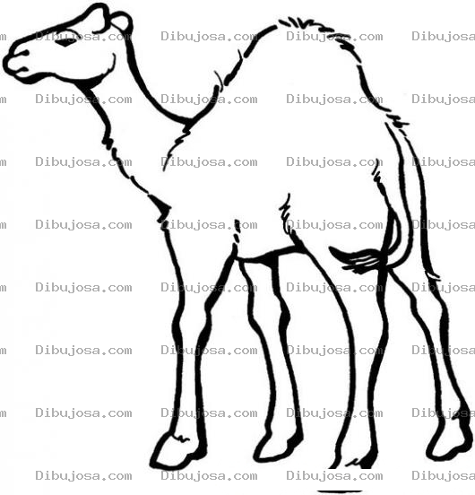 Dibujo para colorear Colorear Camello