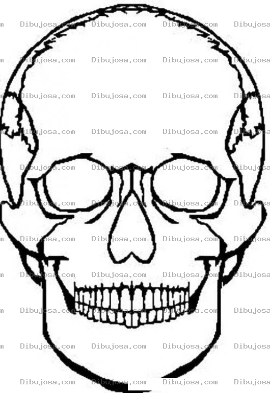 Dibujo para colorear Colorear Craneo