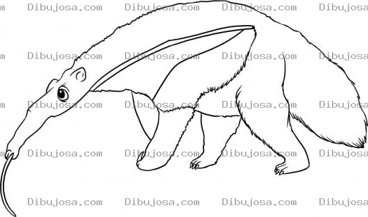 Dibujo para colorear Colorear Oso Hormiguero