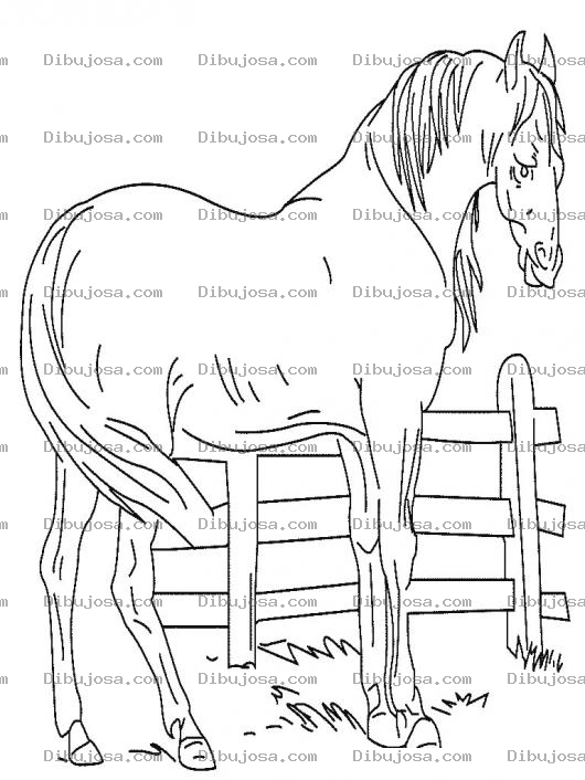 Dibujo para colorear Colorear Caballo Frenta A Un Cerco