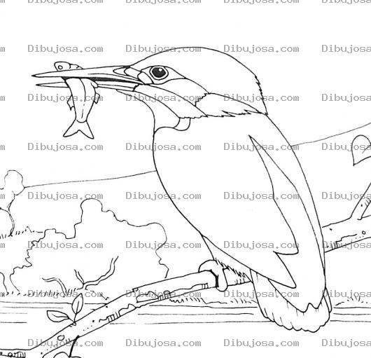 Dibujo para colorear Colorear Pajaro San Martin Con Un Pescadito En El Pico