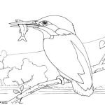 Dibujo para colorear Colorear Pajaro San Martin Con Un Pescadito En El Pico