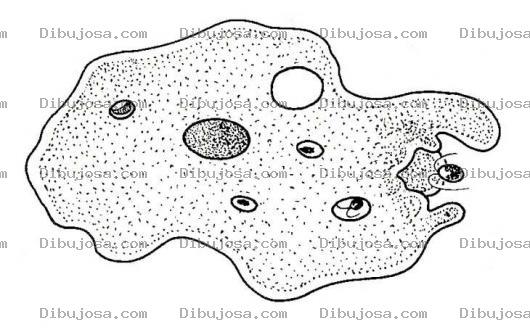 Dibujo para colorear Amoeba Coloring Page
