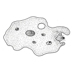 Dibujo para colorear Amoeba Coloring Page