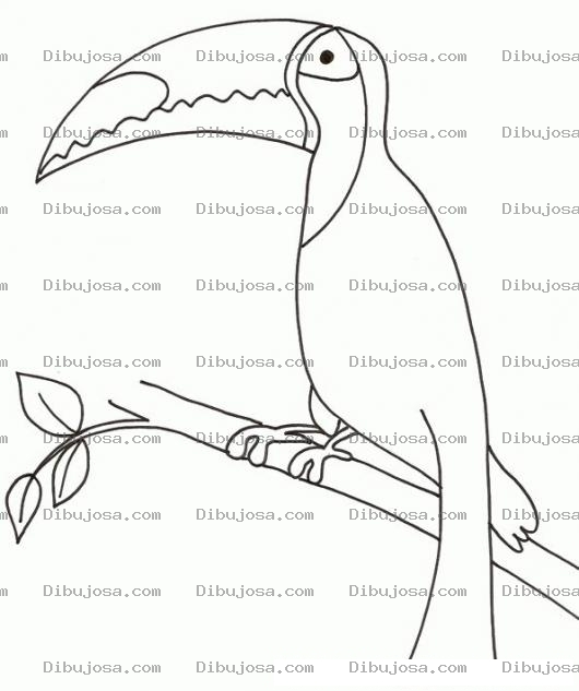 Dibujo para colorear Colorear Tukan