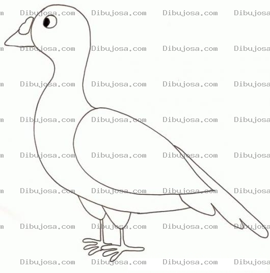 Dibujo para colorear Colorear Codorniz