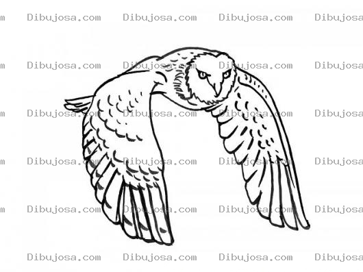 Dibujo para colorear Colorear Buho Volando Owl Flying