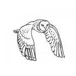 Dibujo para colorear Colorear Buho Volando Owl Flying