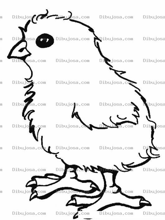 Dibujo para colorear Colorear Pollito Amarillo
