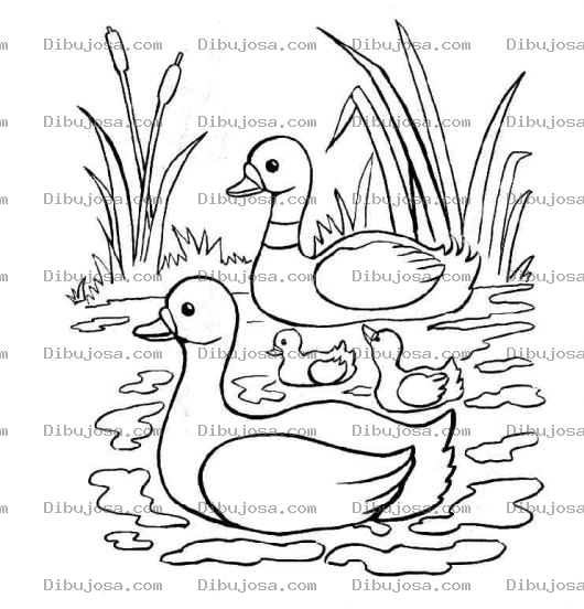 Dibujo para colorear Colorear Patos Sobre El Agua