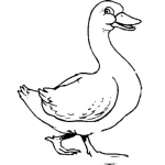 Dibujo para colorear Colorear Pato Caminando