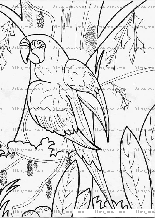Dibujo para colorear Colorear Papagayo