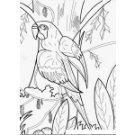 Dibujo para colorear Colorear Papagayo
