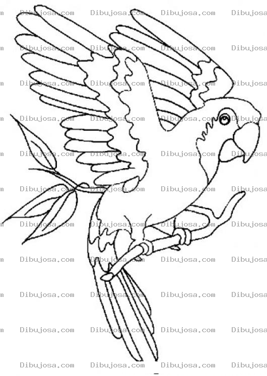 Dibujo para colorear Colorear Lorito