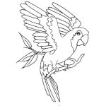 Dibujo para colorear Colorear Lorito