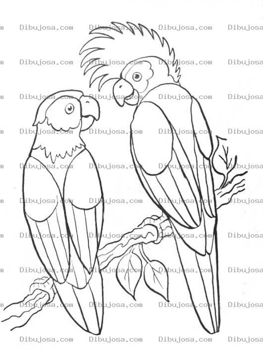 Dibujo para colorear Colorear Pericos En Rama