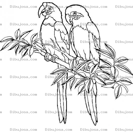 Dibujo para colorear Colorear Loros En Arbol