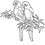 Dibujo para colorear Colorear Loros En Arbol