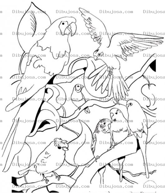 Dibujo para colorear Colorear Pericas