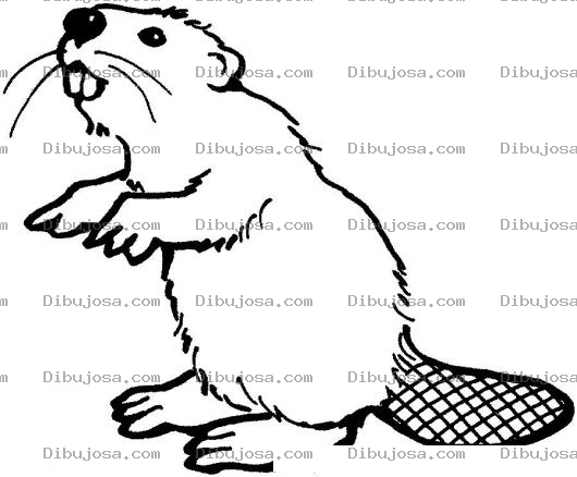 Dibujo para colorear Colorear Castor