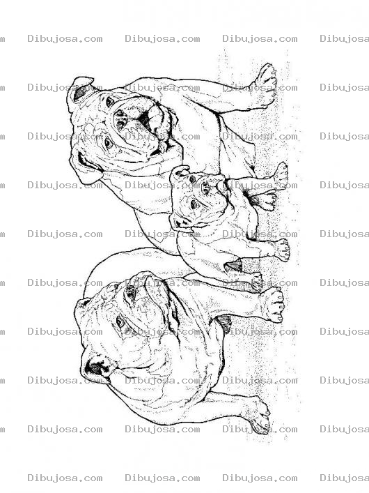 Dibujo para colorear Colorear Familia De Bull Dogs