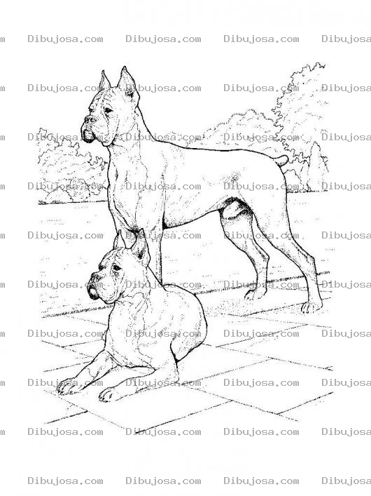 Dibujo para colorear Colorear Perros Boxers
