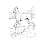 Dibujo para colorear Colorear Perros Boxers