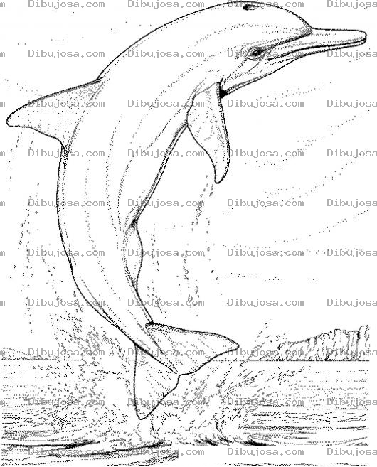 Dibujo para colorear Colorear Delfin Saltando