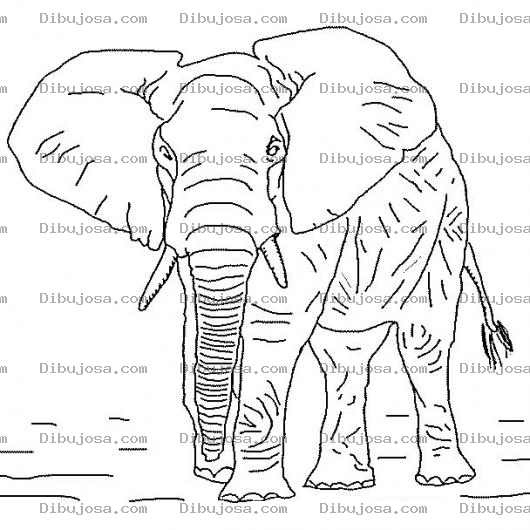 Dibujo para colorear Colorear Elefante Toro