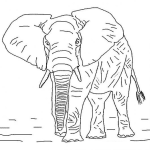 Dibujo para colorear Colorear Elefante Toro