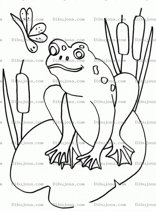 Dibujo para colorear Colorear Rana Con Libelula