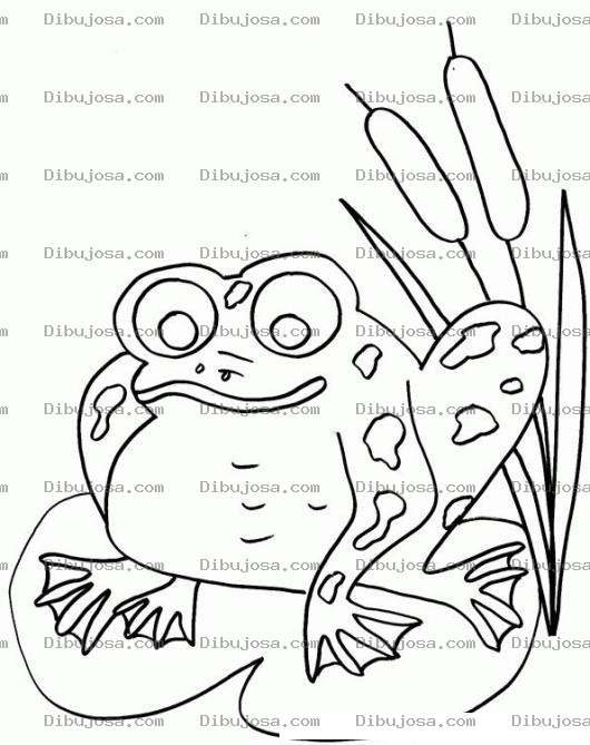 Dibujo para colorear Colorear Rana Sobre Una Hoja