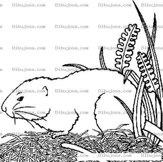 Dibujo para colorear Colorear Jamster