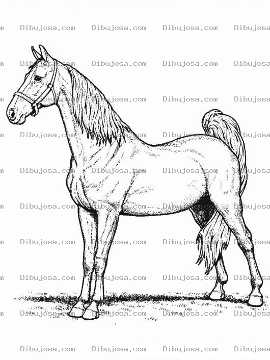Dibujo para colorear Colorear Caballo De Competencia