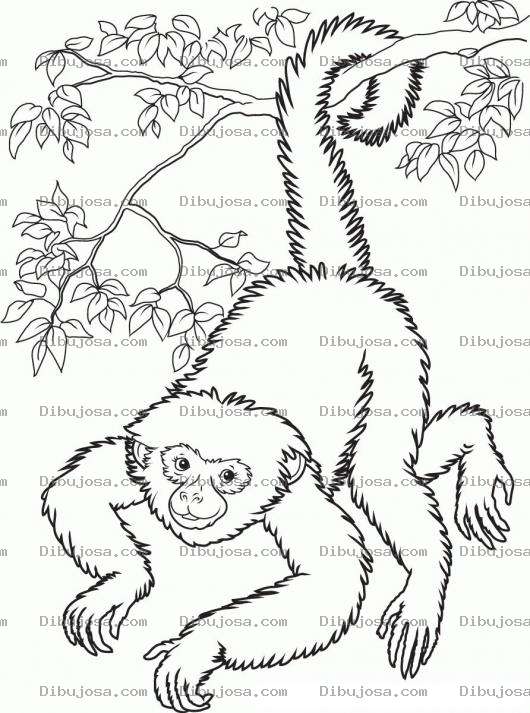 Dibujo para colorear Colorear Mico Colgando De Una Rama