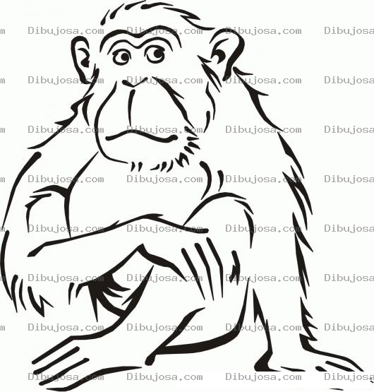 Dibujo para colorear Colorear Chimpance Triste