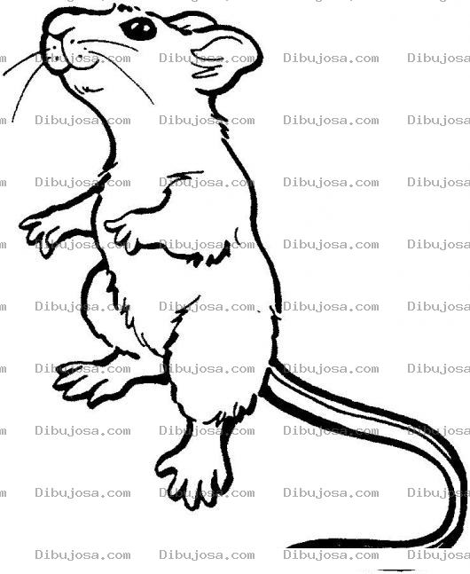 Dibujo para colorear Raton Prado En Dos Patas