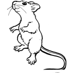 Dibujo para colorear Raton Prado En Dos Patas