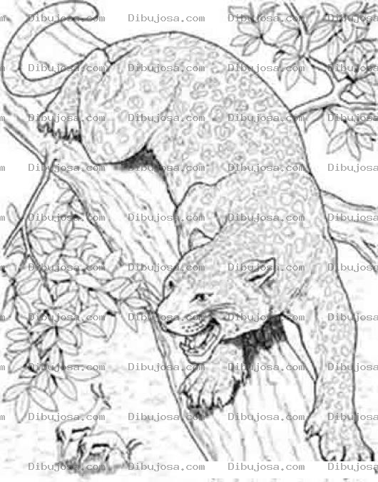 Dibujo para colorear Colorear Pantera Enojada