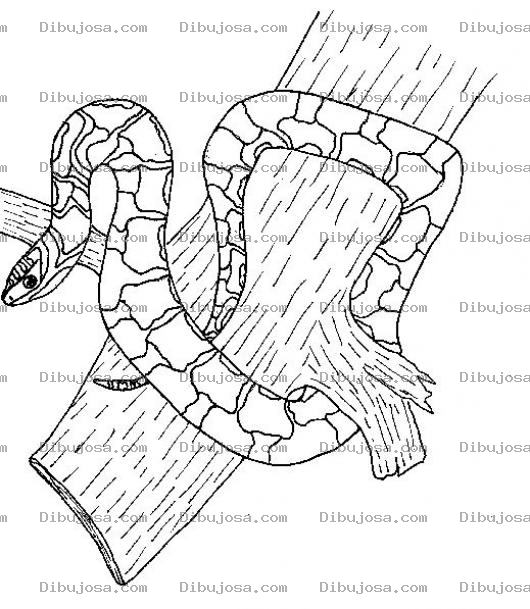 Dibujo para colorear Colorear Culebra En Un Arbol